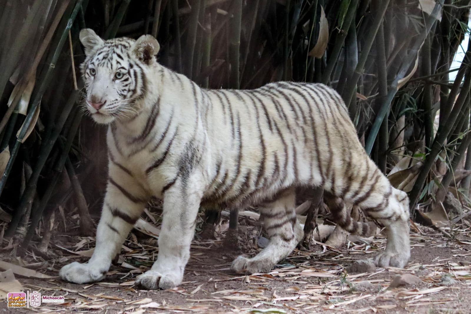 El director del recinto faunístico, Julio César Medina Ávila señaló que el Parque Zoológico señaló que la llegada de esta tigresa refleja el continuo esfuerzo por contribuir al cuidado y preservación de las especies en peligro de extinción.