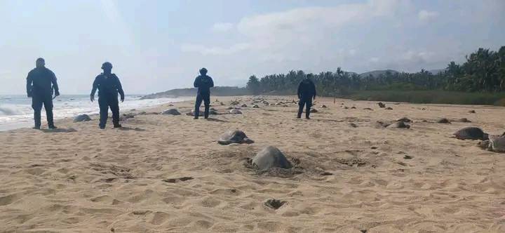 arribo de tortugas marinas en las playas de Aquila, una especie catalogada en peligro de extinción.