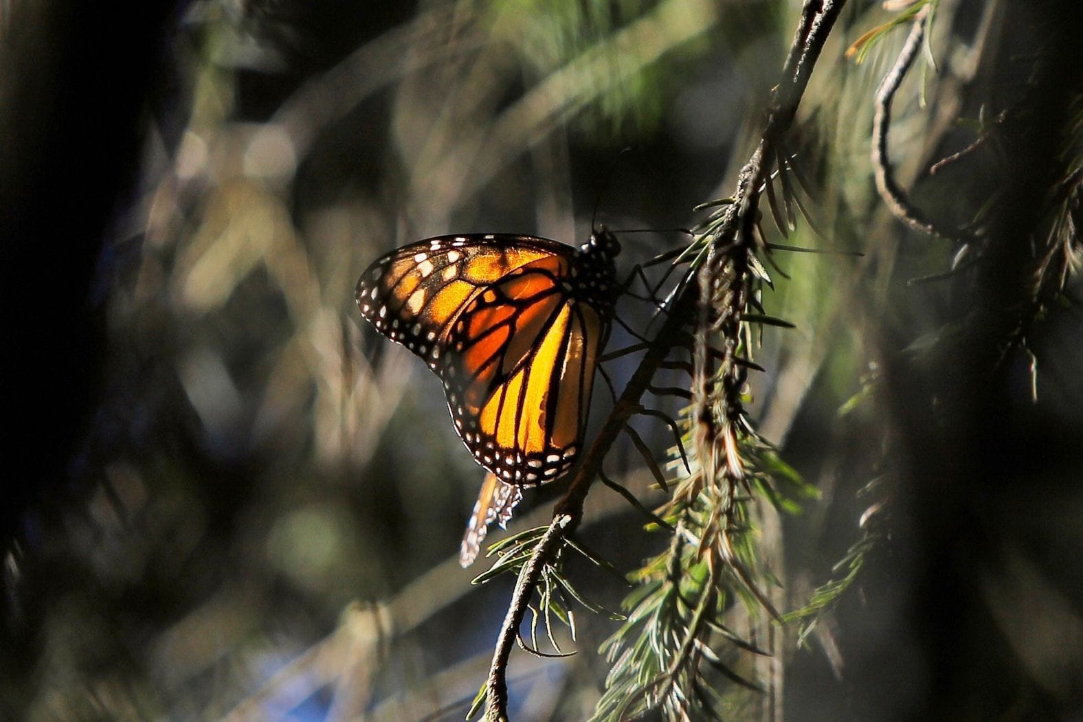 Estas viajeras con atuendo negro y naranja, con manchas blancas en sus bordes, llegan a Michoacán en noviembre, para permanecer hasta el mes de marzo, meses en los que se resguardan del clima frío de los países del norte.