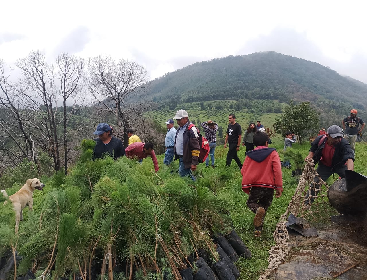 El evento fue notable no solo por la cantidad de árboles plantados, sino también por la logística empleada. Los arbolitos fueron trasladados a las zonas más altas del cerro del Tecolote vía aérea con helicóptero, una medida que permitió alcanzar áreas de difícil acceso y maximizar el impacto de la reforestación.