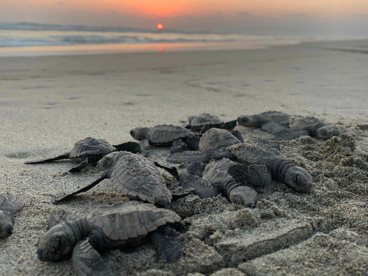 La liberación de crías de tortuga es un evento que involucra a la comunidad local y a voluntarios, fomentando la conciencia y el respeto por la naturaleza. "Es fundamental que la sociedad se involucre y entienda la importancia de estas acciones para proteger nuestro entorno natural”, dijo Hernández Orozco.